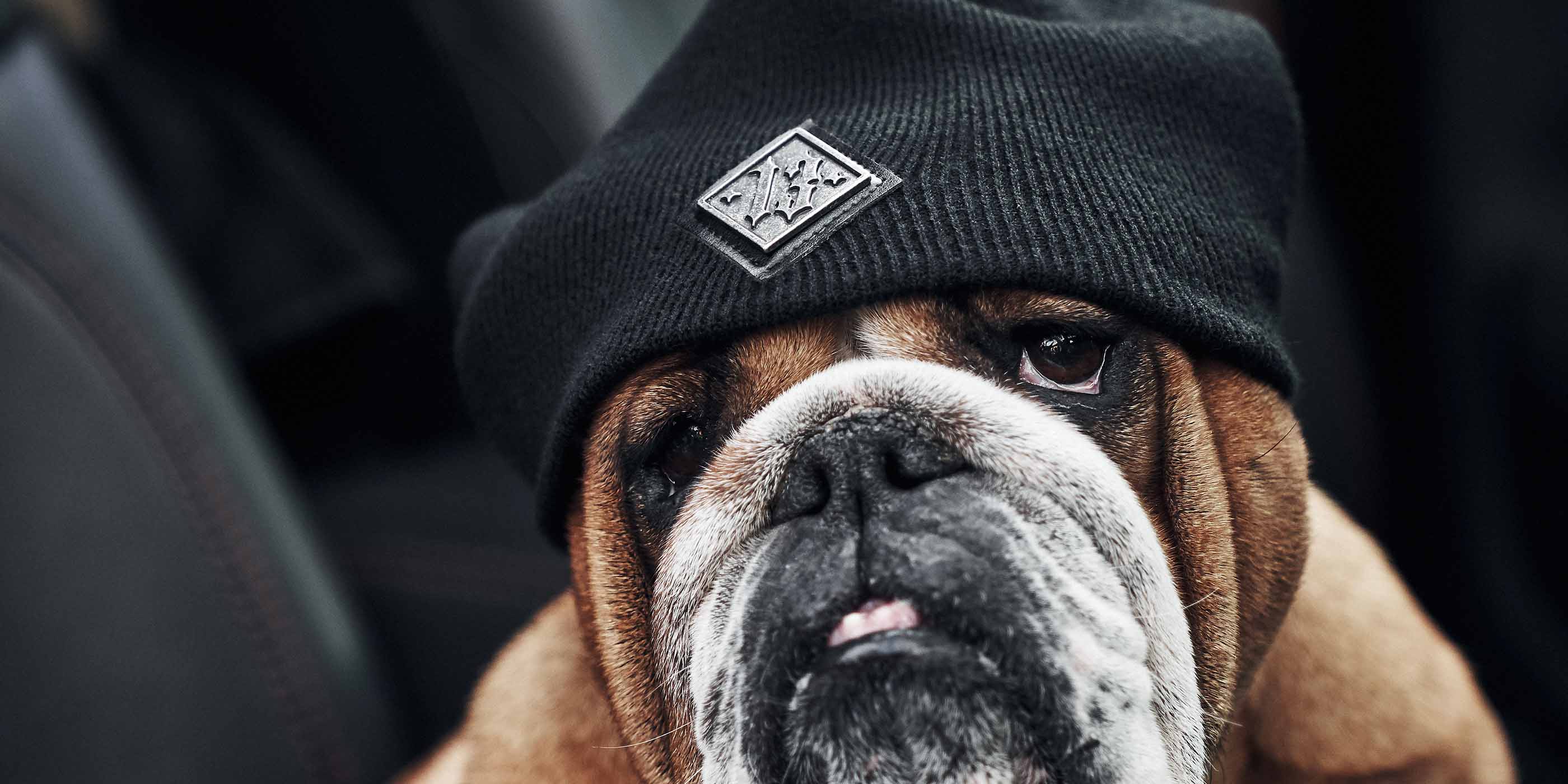 bulldogge trägt men of mayhem beanie in schwarz mit metall 13 und sieht verdammt cool damit aus