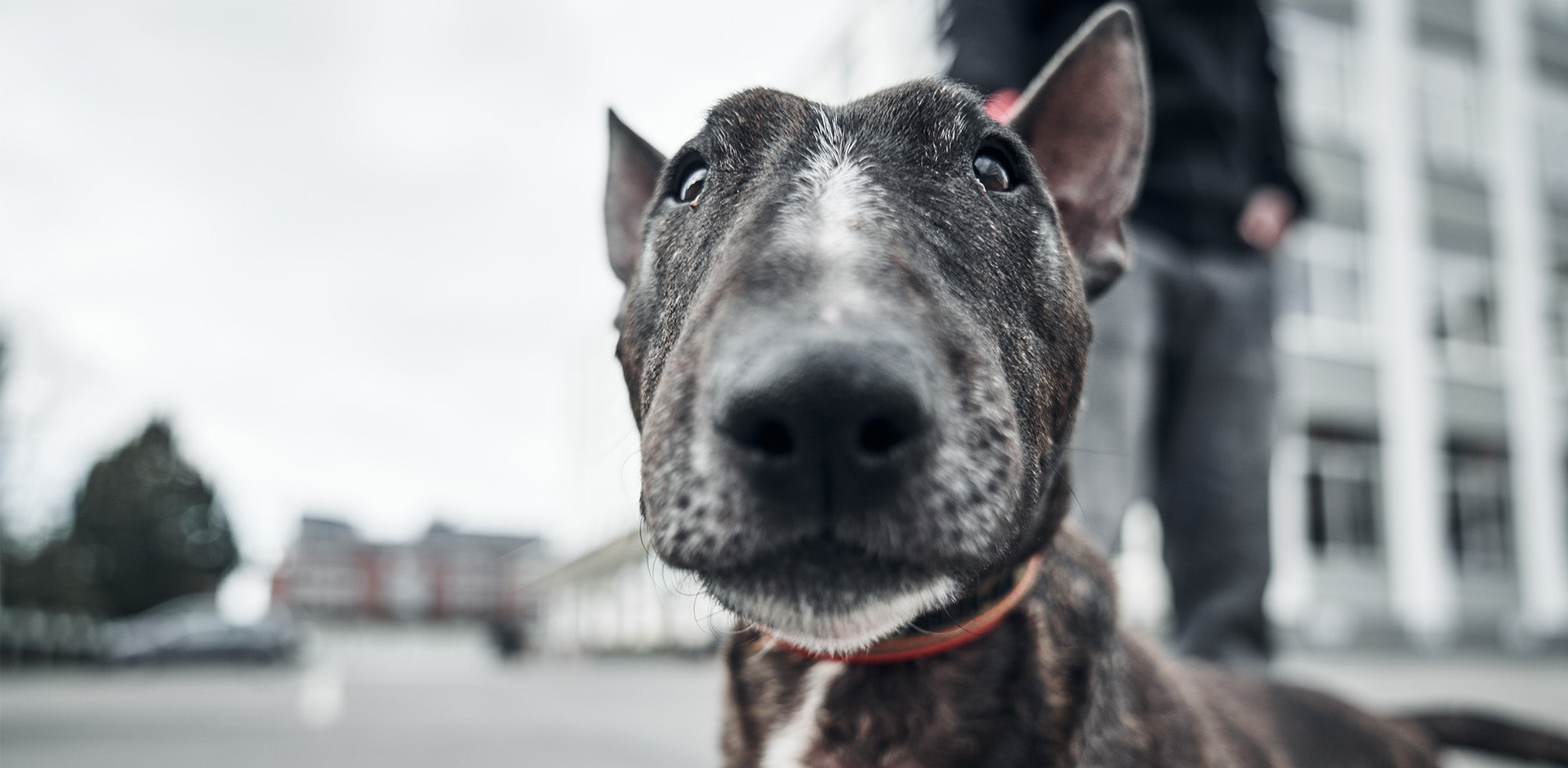 hund an der leine guckt in die Camera